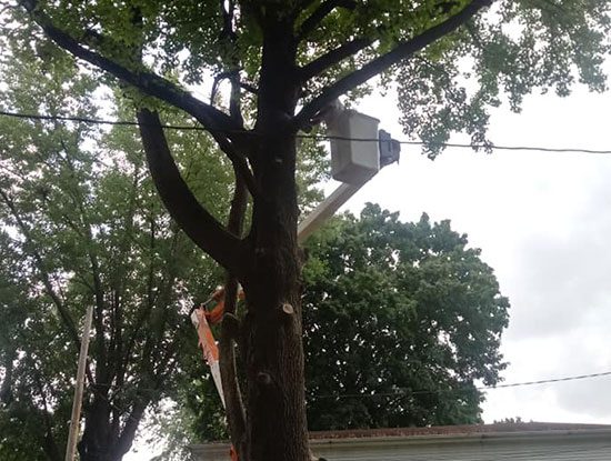 tree trimming services springfield illinois
