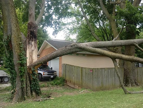 dead wood removal springfield illinois