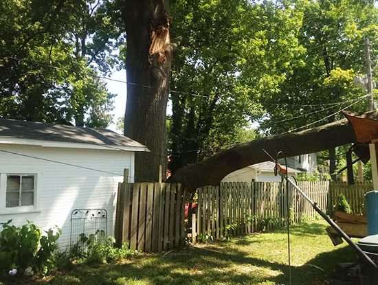 emergency tree removal in springfield illinois